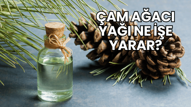 Çam Ağacı Yağı Ne İşe Yarar?