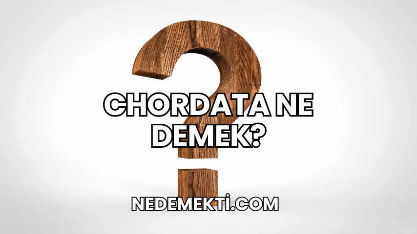 Chordata Ne Demek?