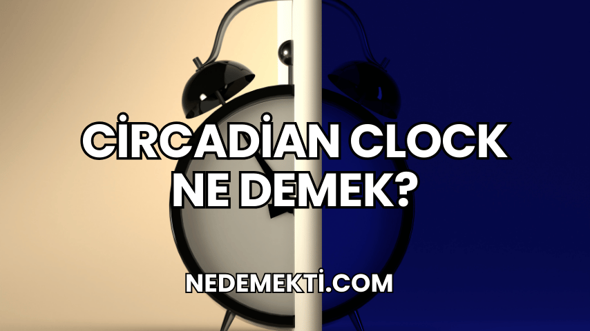 Circadian Clock Ne Demek?