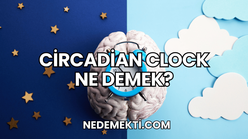 Circadian Clock Ne Demek?