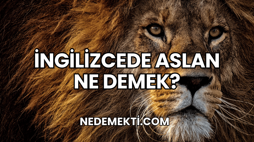 İngilizcede Aslan Ne Demek?