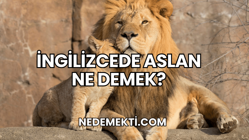 İngilizcede Aslan Ne Demek?