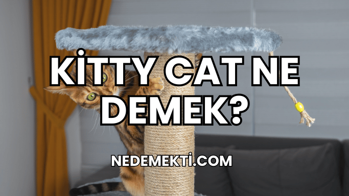 Kitty Cat Ne Demek?