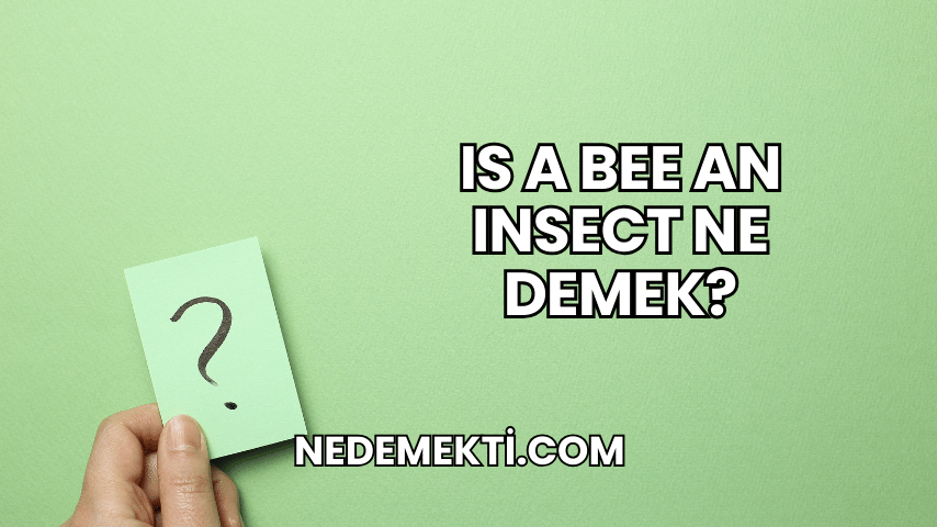 Is a Bee an Insect Ne Demek?