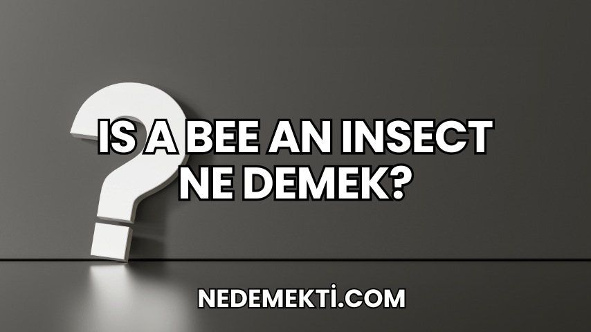 Is a Bee an Insect Ne Demek?